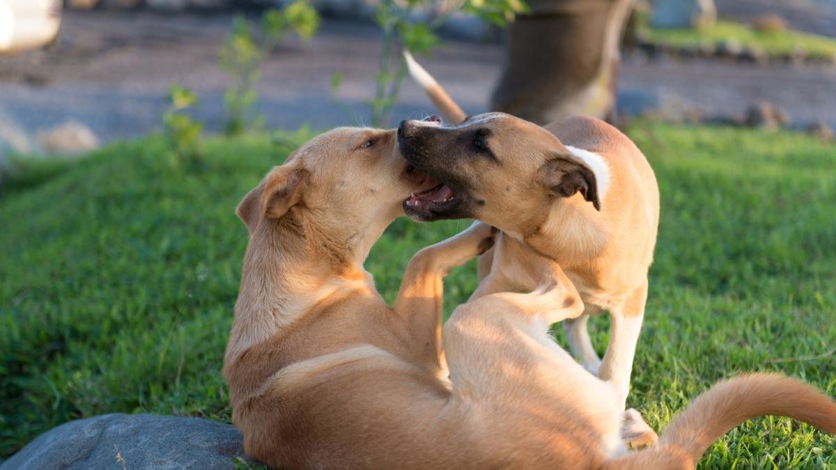 Menor de Edad de Cabildo Indígena de Sampués (Sucre) Fue Llevado Al Cepo Por Maltratar A Un Perro