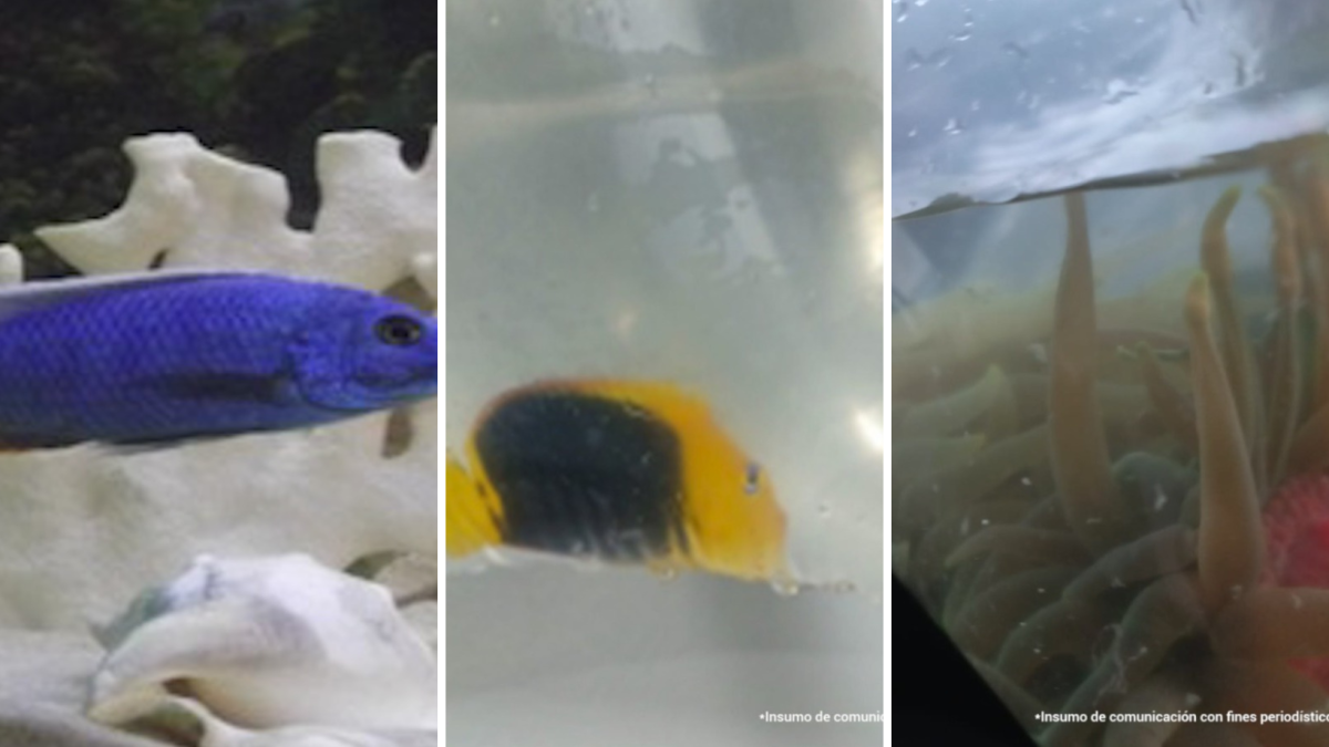 Fiscalía Procesa A Cinco Personas por Tráfico de Especies Marinas Protegidas en el Caribe