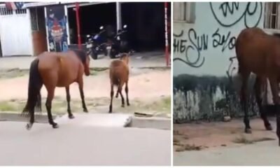 MotocicLista embiste a Un Potro en iBaBué y le Fractura una Pata: Voluntarios Lograron Auxiliarlo