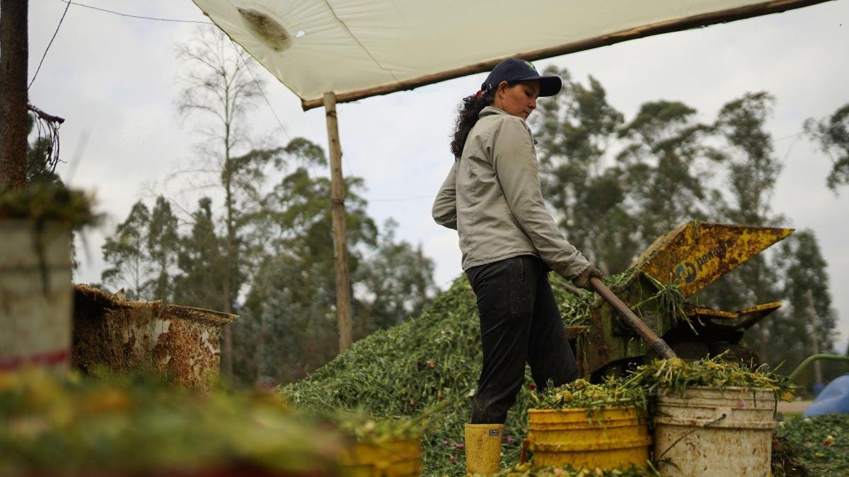 ¿Qué sectoros impulsaron la economía?