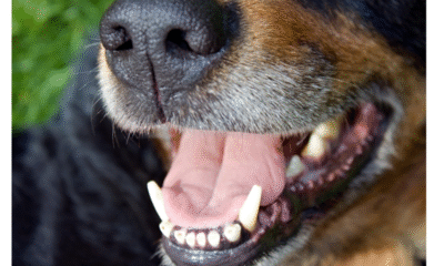 Distrito de Cartagena de Rece $ 10 Millones de Recompensa por Responsables de Brutal Agresión Con Machete A Un Perro