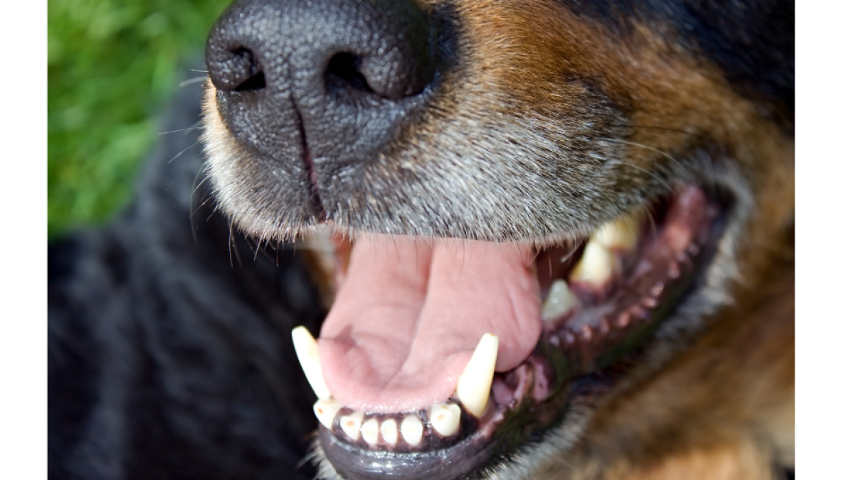 Distrito de Cartagena de Rece $ 10 Millones de Recompensa por Responsables de Brutal Agresión Con Machete A Un Perro