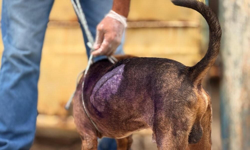 SE Entregan en Fiscalía Jóvenes Agresores de Perros en Cartagena y Serán Procesados ​​por Maltrato Animal