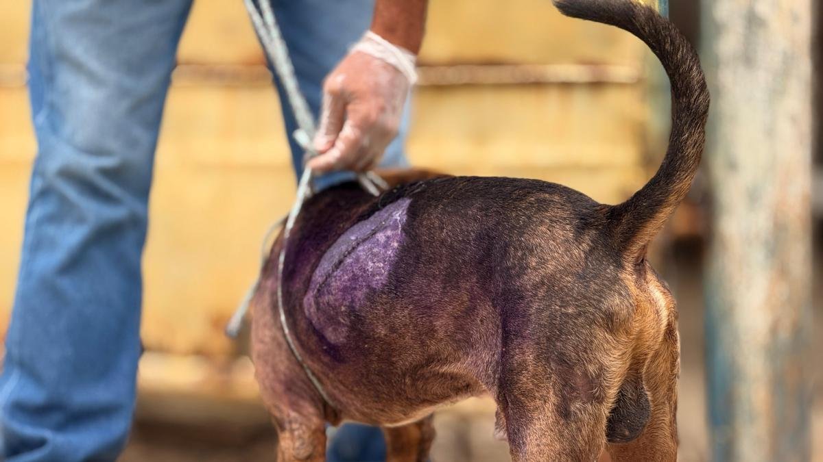 SE Entregan en Fiscalía Jóvenes Agresores de Perros en Cartagena y Serán Procesados ​​por Maltrato Animal