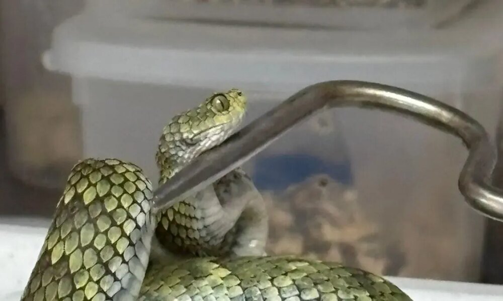 Autoridadas Incautan Tres serpientes Venenosas en Villeta Cundinamarca