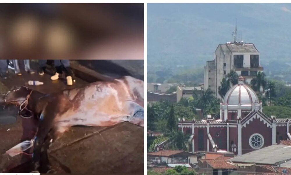 Un Caballo Murió por infarto en la Calle; Van 3 Años con Muertes de Equinos