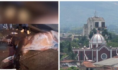 Un Caballo Murió por infarto en la Calle; Van 3 Años con Muertes de Equinos