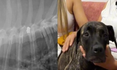 Perrito Fue Herido con ARMA por Cruzar al Frente de Una Casa en Bucaramanga: La Bala Afectó Su Movilidad