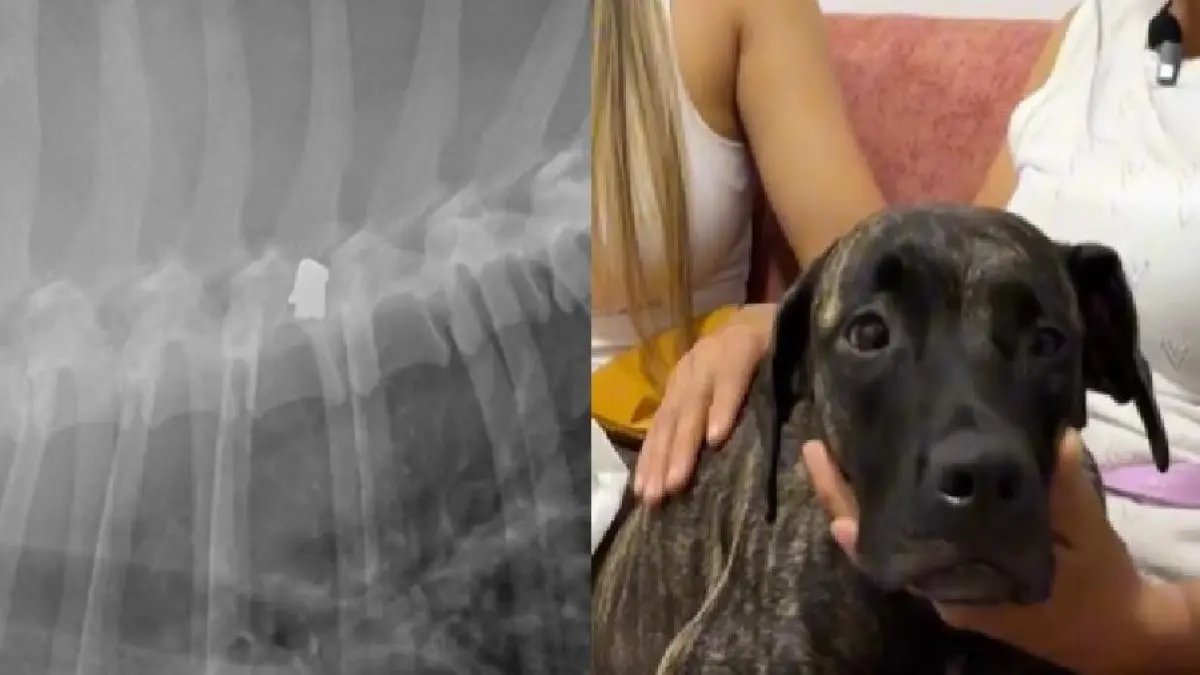 Perrito Fue Herido con ARMA por Cruzar al Frente de Una Casa en Bucaramanga: La Bala Afectó Su Movilidad