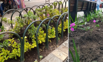 El Jardín Botánico de Bogotá Sembrará 1.690 Plantas en la Séptima; detallas