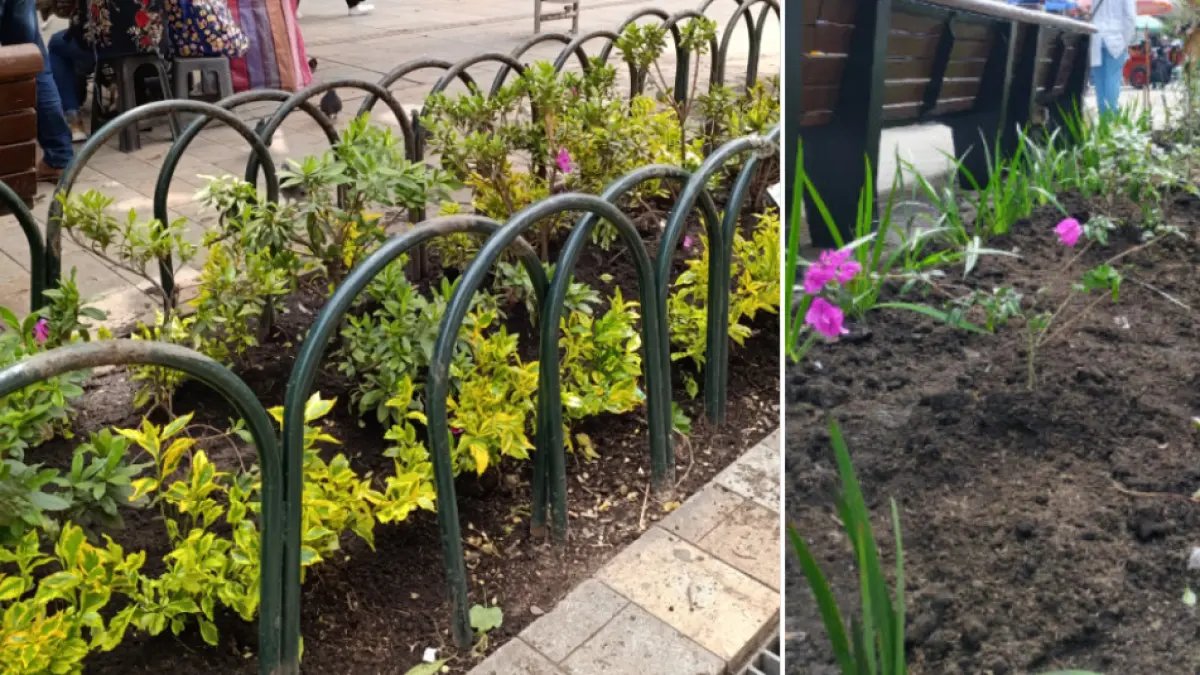 El Jardín Botánico de Bogotá Sembrará 1.690 Plantas en la Séptima; detallas