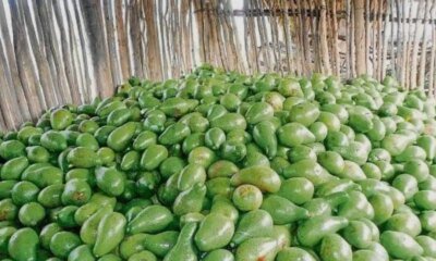 ES Sucre Luchan para que Toneladas de Cultivos de Montes de María no se SE Pierdan por Mal Estado de Vías Terciarias