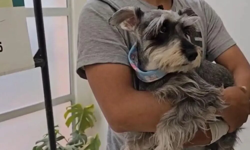 Así Fueron Capturados LOS Responsables