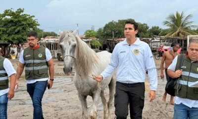 Alcaldía de Cartagena rescata Caballo Maltratado y Avanza en Acciones Legalles Contra Agresor Que Sigue Prófugo