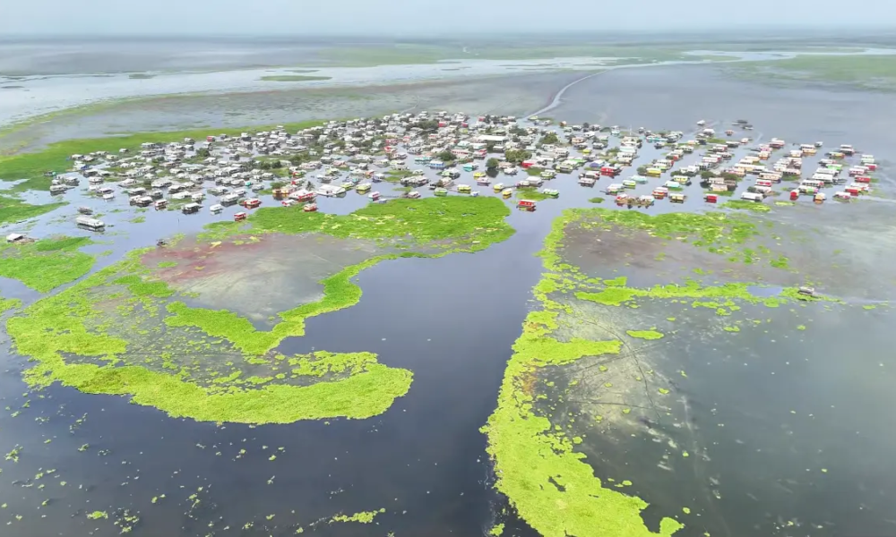 Una Planta Invasora Pone En Riesgo la Vida en Uno de los Pueblos Palafitos de la Ciénaga Grande de Santa Marta