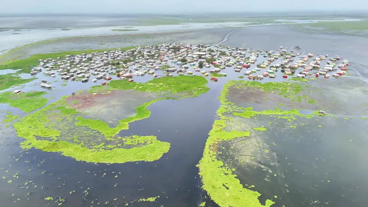 Una Planta Invasora Pone En Riesgo la Vida en Uno de los Pueblos Palafitos de la Ciénaga Grande de Santa Marta