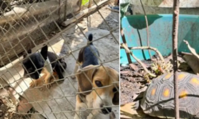 Indignación en Palmira por hombre que Tenía 15 animales en cautiverio y en precarias Condicatos: Fue Capturado