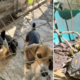 Indignación en Palmira por hombre que Tenía 15 animales en cautiverio y en precarias Condicatos: Fue Capturado