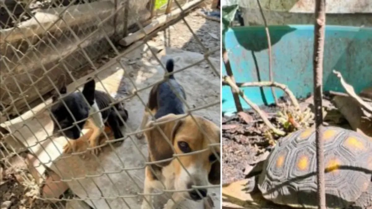 Indignación en Palmira por hombre que Tenía 15 animales en cautiverio y en precarias Condicatos: Fue Capturado