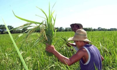 Paro ArroCero Hoy 14 de Julio
