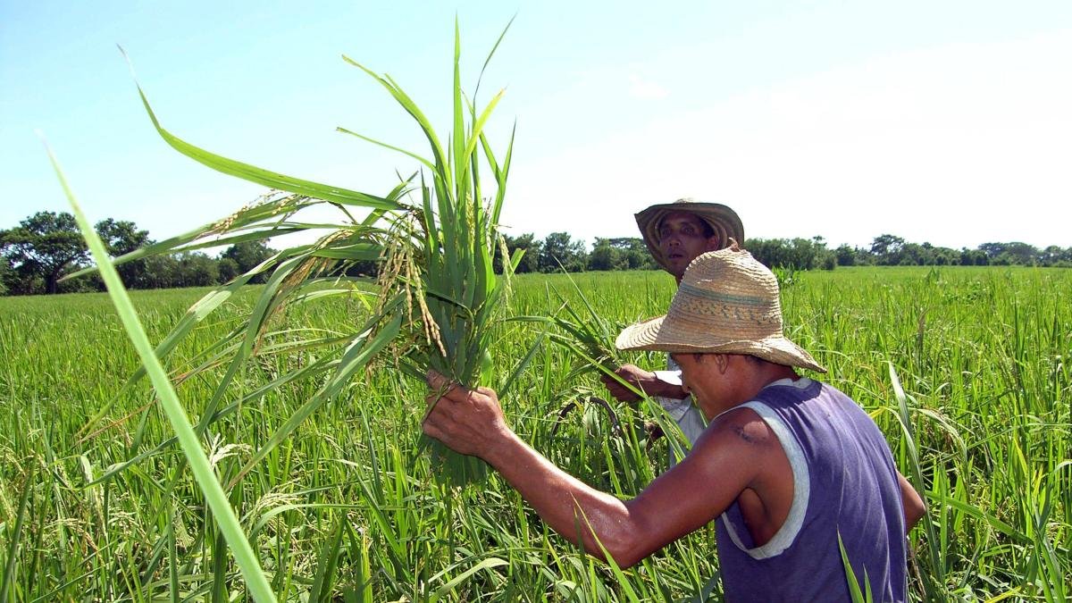 Paro ArroCero Hoy 14 de Julio