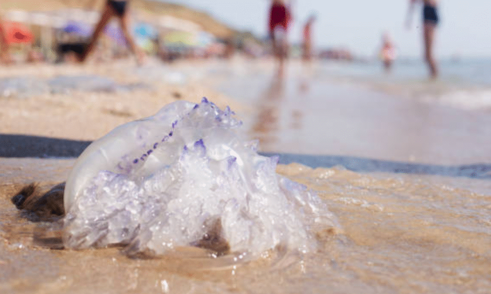 Aguamalas causaría Brotes de Bañistas