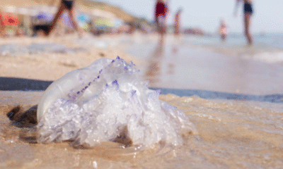 Aguamalas causaría Brotes de Bañistas
