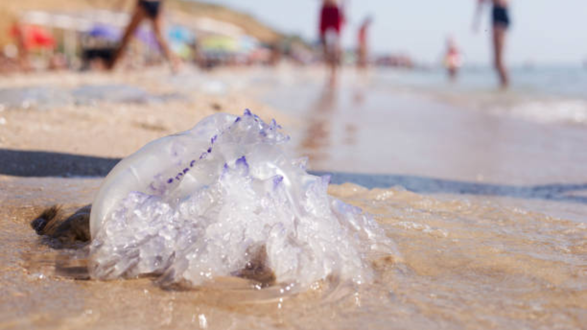 Aguamalas causaría Brotes de Bañistas