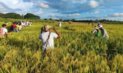 El Drama de los Arroceros que claman por Ayuda del Gobierno, Están Afectados por Lluvias y Alistan Un Nuevo Paro