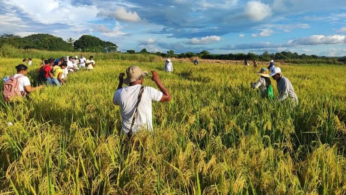 El Drama de los Arroceros que claman por Ayuda del Gobierno, Están Afectados por Lluvias y Alistan Un Nuevo Paro