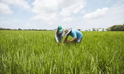 Paro ArroCero en Colombia Hoy 15 de Julio
