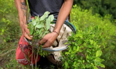 Gobierno Petro Promete La Sustitución de 10 mil hectáras de cultivos ilícitos antes de