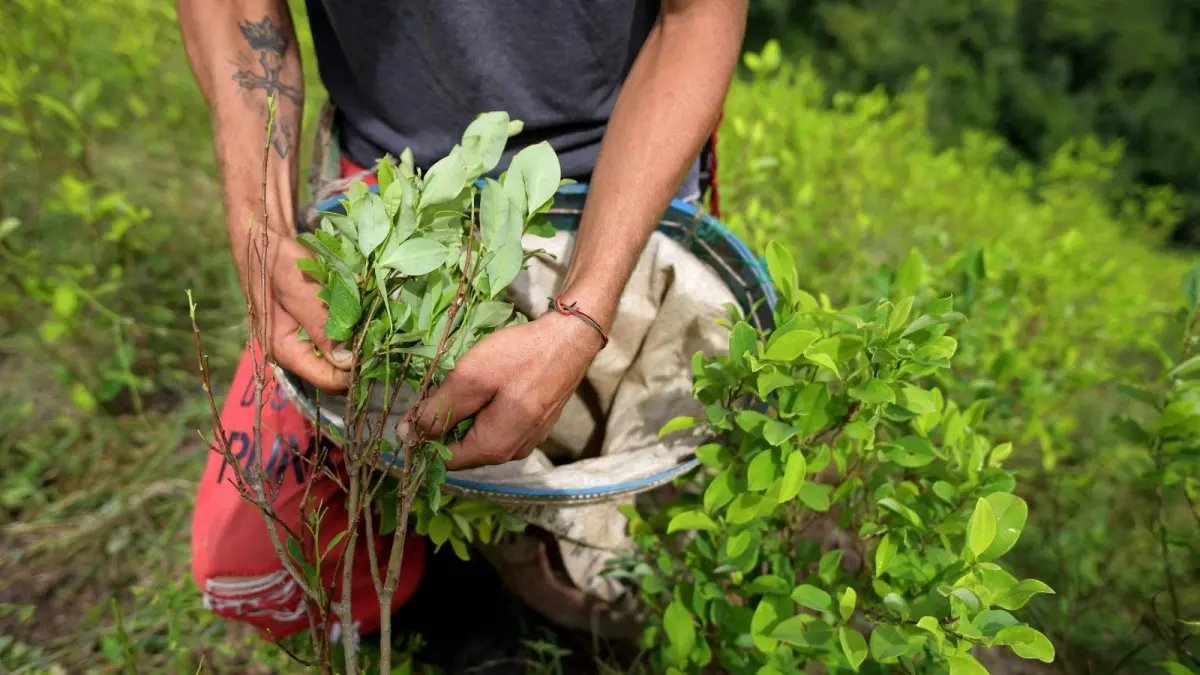 Gobierno Petro Promete La Sustitución de 10 mil hectáras de cultivos ilícitos antes de