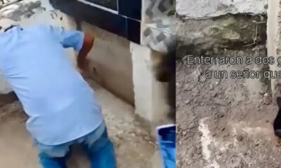 Indignación por Gatos que Fueron enterrados Vivos Junto Con Su Dueño en sucre: Así Fue El Rescate