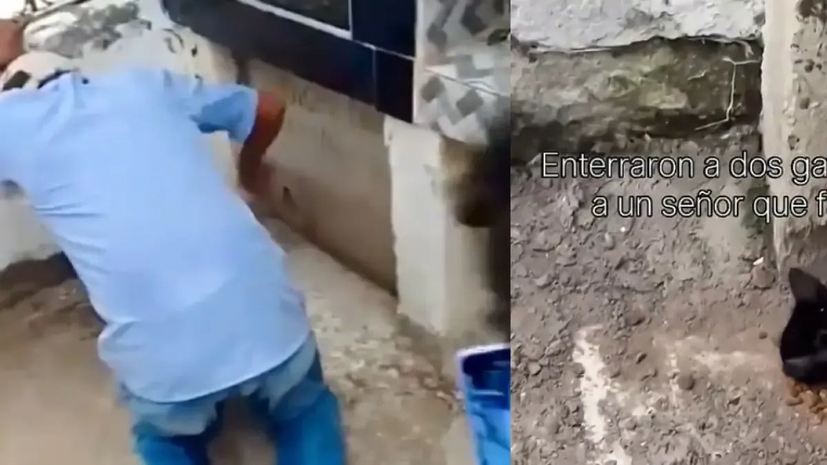 Indignación por Gatos que Fueron enterrados Vivos Junto Con Su Dueño en sucre: Así Fue El Rescate