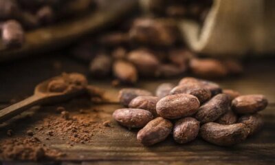 Gremio de Cacaoteros en Colombia Pide Diálogo Con Gobierno Nacional, de No Ser Escuchados, irí a Paro la Próxima Semana: ESTO Solicitan