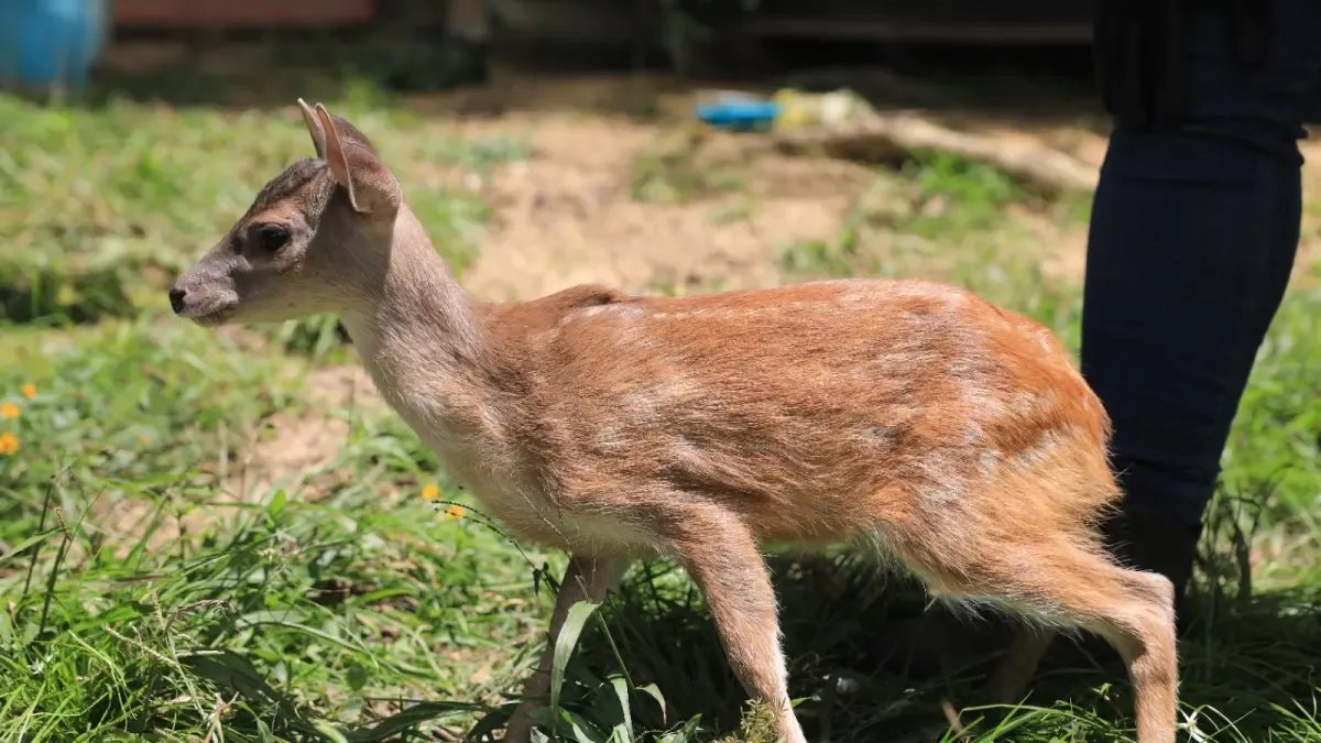 Así Fue El Rescate del 'Bambi' Colombiano, una cría de Venado Colorado en Pulí