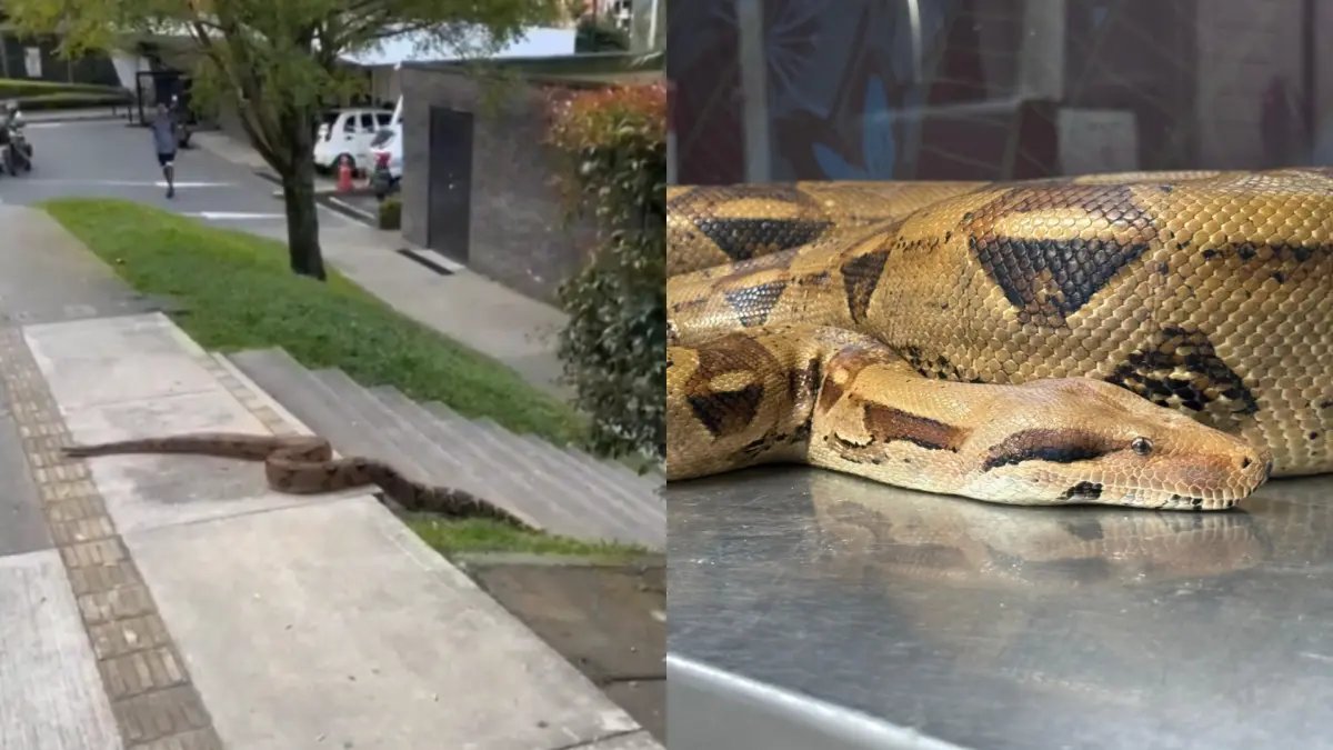 Una boa constrictor de casi tres metros deeambuló durante horas por las calles de un sector residencial de medellín