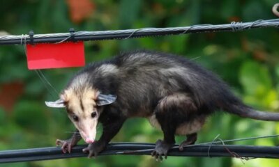 Dos Hombres en Moto Arrastraron por Una Calle A Una Zarigüeya