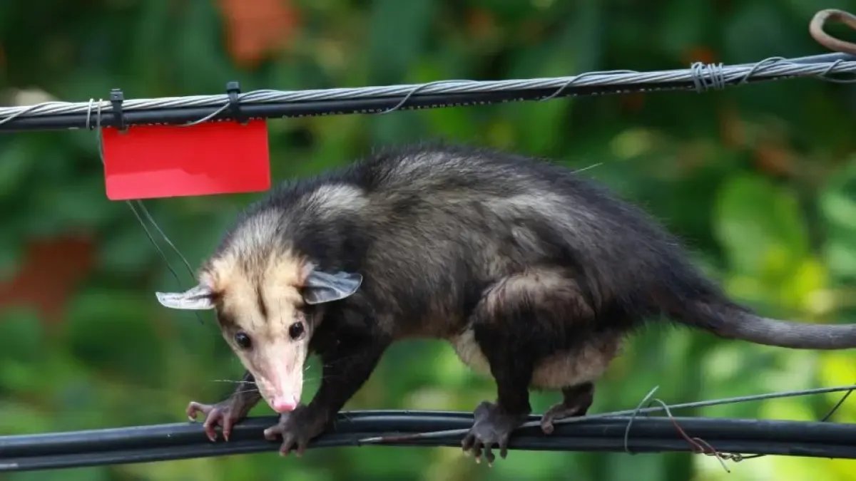 Dos Hombres en Moto Arrastraron por Una Calle A Una Zarigüeya