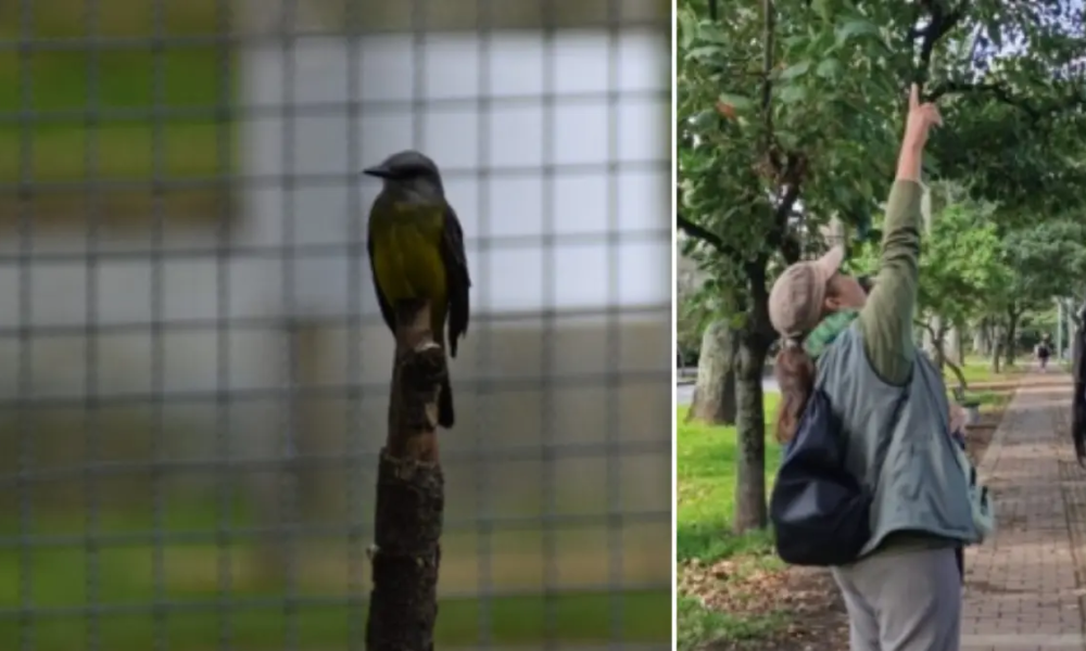 Jardín Botánico Identifica 19 Especies de Aves, Poco Comunes en la Ciudad, Gracias A Monitoreos en Bogotá