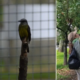 Jardín Botánico Identifica 19 Especies de Aves, Poco Comunes en la Ciudad, Gracias A Monitoreos en Bogotá