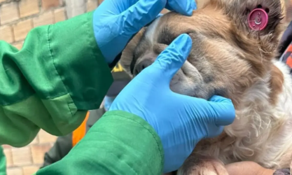 Rescatan a cuatro bulldogs franceses en condiciones de negligencia en el sur de bogotá: así puede denunciar