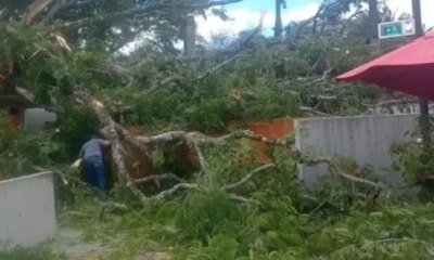 Un Gigantesco Árbol se Desplomó en un centro recreado, Dejando 20 Heridos en el Valle del Cauca: lo que se Sabe
