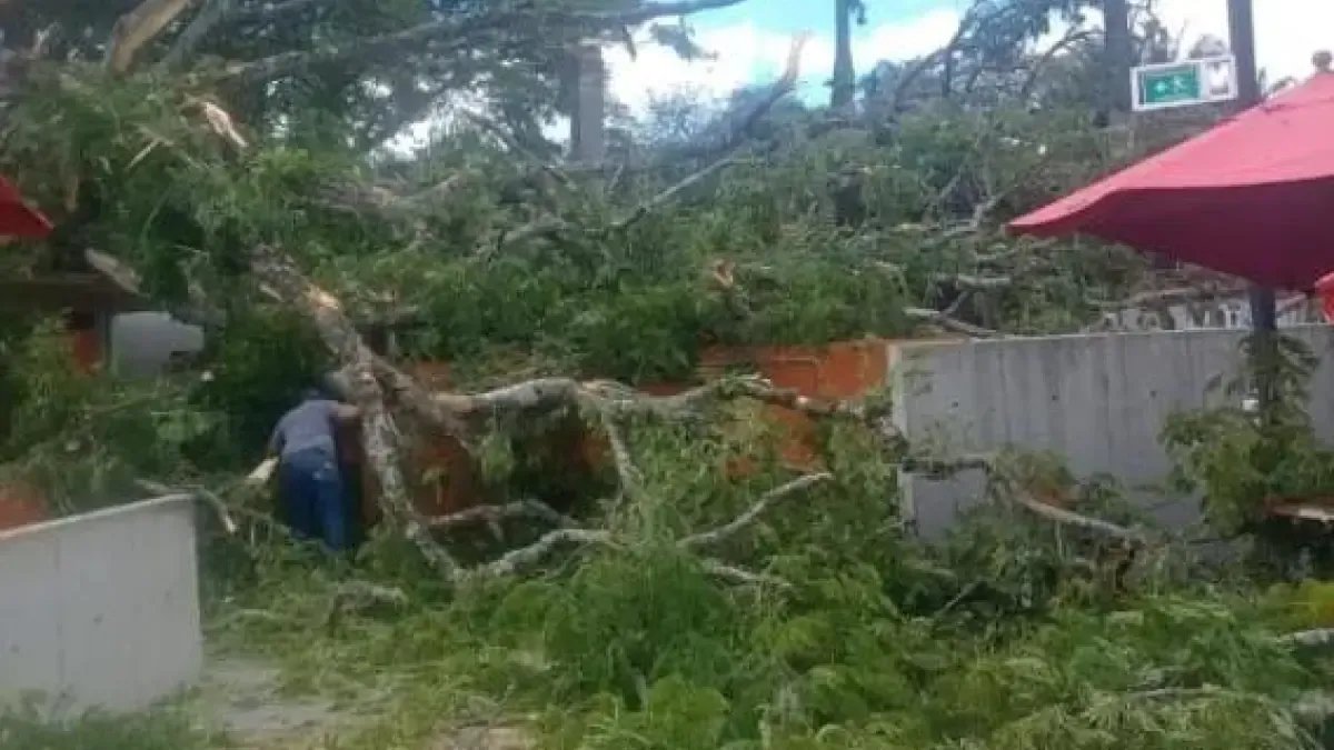 Un Gigantesco Árbol se Desplomó en un centro recreado, Dejando 20 Heridos en el Valle del Cauca: lo que se Sabe