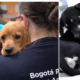 Asista A Gran Jornada de Adopció de Perros y Gatos Este Sábado 19 de Julio en El Noroccidenté de Bogotá: Estos Son Los Requisitos