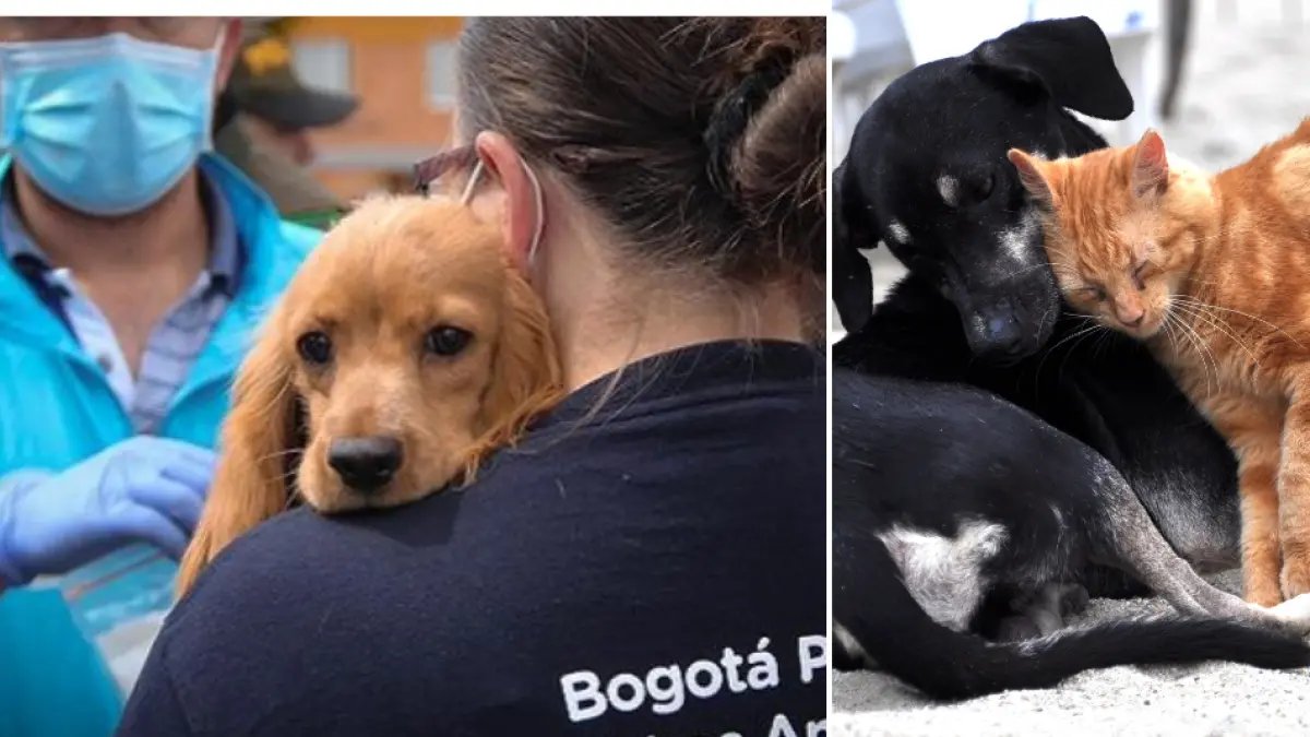 Asista A Gran Jornada de Adopció de Perros y Gatos Este Sábado 19 de Julio en El Noroccidenté de Bogotá: Estos Son Los Requisitos