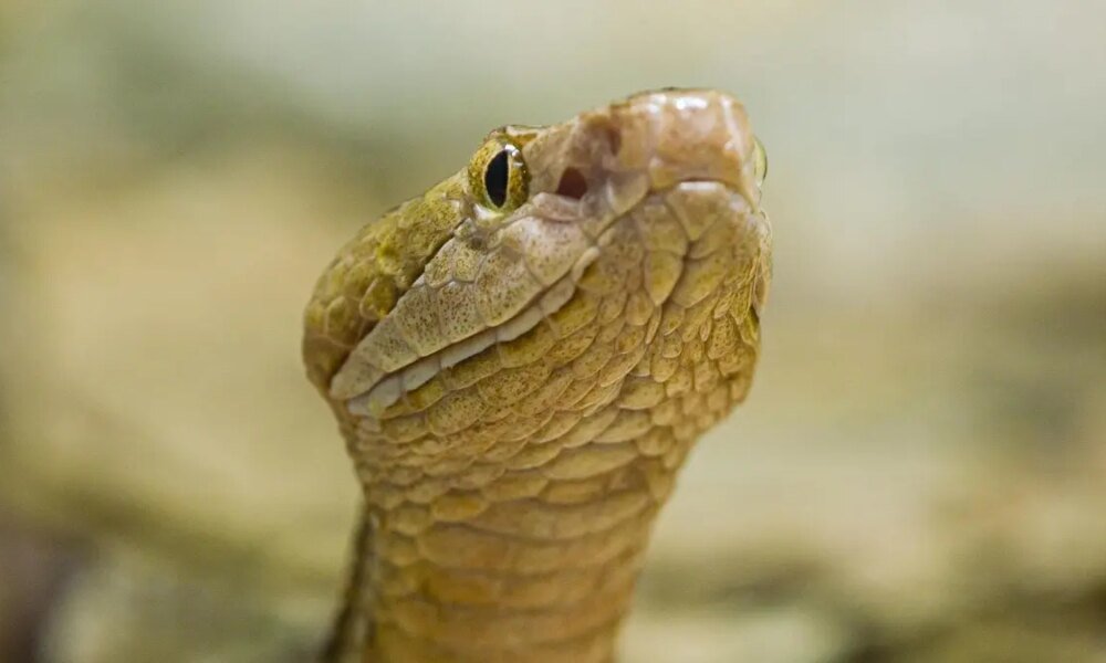 Más de 250 Serpientes Han Sido rescatadas en el Área Metropolitana del Valle de Aburrá Desde 2024; La Mayoría Llega a la Ciudad por Tráfico Ilegal