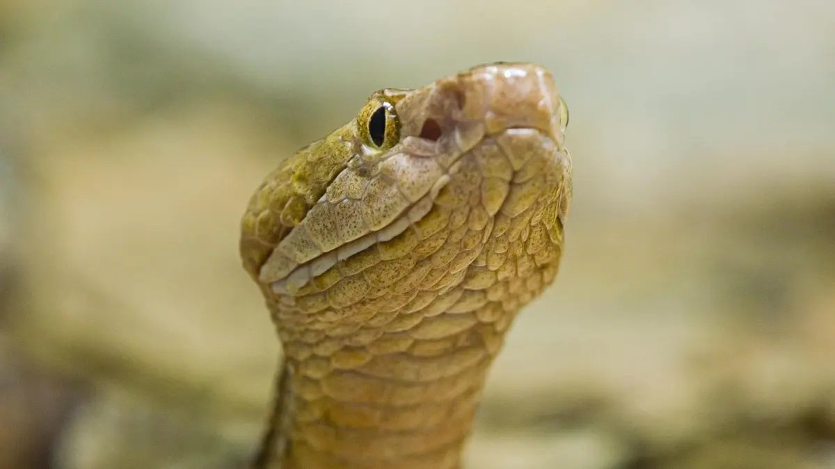 Más de 250 Serpientes Han Sido rescatadas en el Área Metropolitana del Valle de Aburrá Desde 2024; La Mayoría Llega a la Ciudad por Tráfico Ilegal