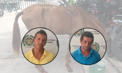 aplicano la Ley Ángel por Heridas Graves A Yeguas Usadas para Tracción